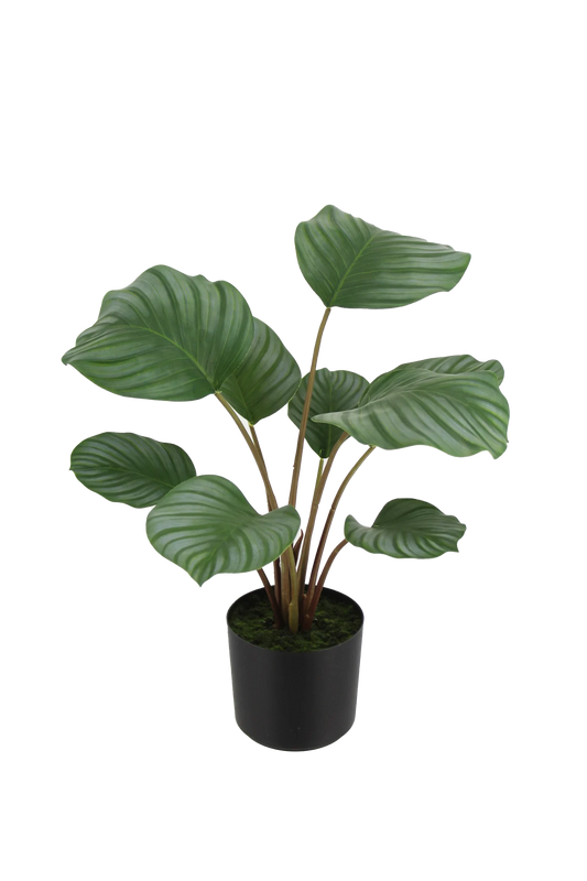 Künstliche Calathea - Silvina | 45 cm