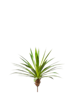 Künstliche Agave - Ole auf transparentem Hintergrund mit echt wirkenden Kunstblättern in natürlicher Anordnung. Künstliche Agave - Ole hat die Farbe Natur und ist 60 cm hoch. | aplanta Kunstpflanzen