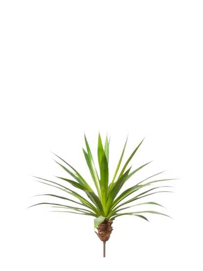 Künstliche Agave - Ole auf transparentem Hintergrund mit echt wirkenden Kunstblättern in natürlicher Anordnung. Künstliche Agave - Ole hat die Farbe Natur und ist 60 cm hoch. | aplanta Kunstpflanzen