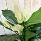 Künstliche Spathiphyllum - Big-Luna, 73 cm, Kunstbaum von aplanta, im schwarzen Topf, in Natur, für drinnen