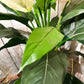 Künstliche Spathiphyllum - Big-Luna, 73 cm, Kunstbaum von aplanta, im schwarzen Topf, in Natur, für drinnen