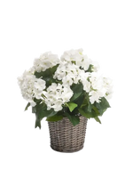 Künstliche Hortensie - Lenny auf transparentem Hintergrund mit echt wirkenden Kunstblättern. Diese Kunstpflanze gehört zur Gattung/Familie der "Hortensien" bzw. "Kunst-Hortensien".