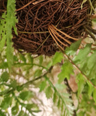 Helecho artificial colgante - Jolie | 35 cm