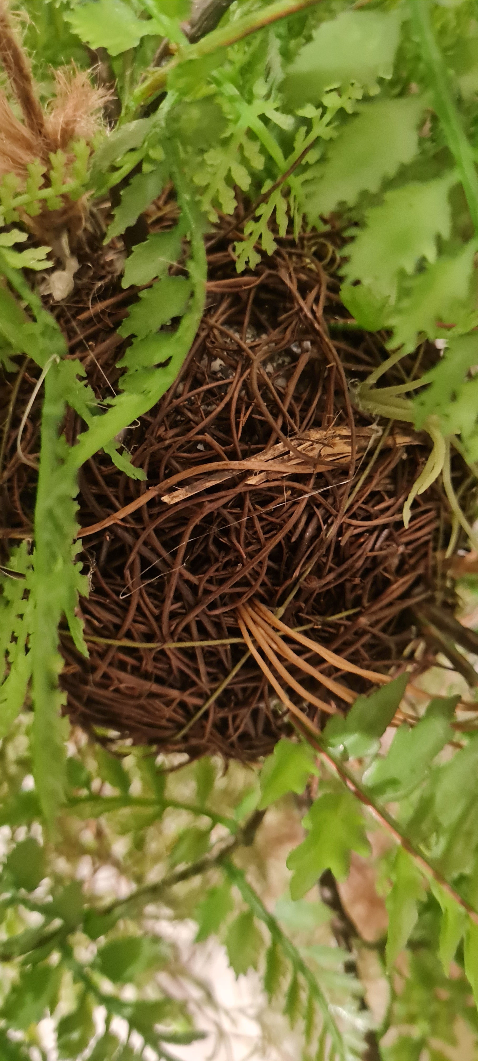 Helecho artificial colgante - Jolie | 35 cm