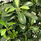 Künstlicher Pittosporum - Pierre, 120 cm, Kunstbaum von aplanta, im schwarzen Topf, in Natur, für drinnen