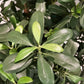 Künstlicher Pittosporum - Pierre, 120 cm, Kunstbaum von aplanta, im schwarzen Topf, in Natur, für drinnen