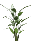 Künstliche Helikonie – Azariel | 140 cm