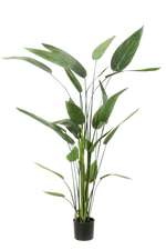 Künstliche Helikonie - Frida auf transparentem Hintergrund mit echt wirkenden Kunstblättern. Diese Kunstpflanze gehört zur Gattung/Familie der "Helikonien" bzw. "Kunst-Helikonien".