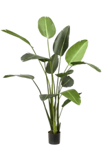 Künstliche Strelitzia - Josephine auf transparentem Hintergrund mit echt wirkenden Kunstblättern. Diese Kunstpflanze gehört zur Gattung/Familie der "Strelitzias" bzw. "Kunst-Strelitzias".