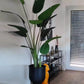 Künstliche Strelitzia - Josephine | 230 cm