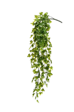 Künstlicher Hänge-Efeu - Kenan auf transparentem Hintergrund mit echt wirkenden Kunstblättern. Diese Kunstpflanze gehört zur Gattung/Familie der "Efeu" bzw. "Kunst-Efeu".