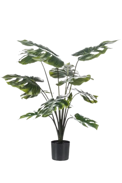 Hochwertige Monstera Kunstpflanze auf transparentem Hintergrund mit echt wirkenden Kunstblättern in natürlicher Anordnung. Künstliche Monstera - Karl hat die Farbe Natur und hat eine Höhe von 80 cm | aplanta Kunstpflanzen