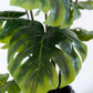 Künstliche Monstera - Karl | 80 cm