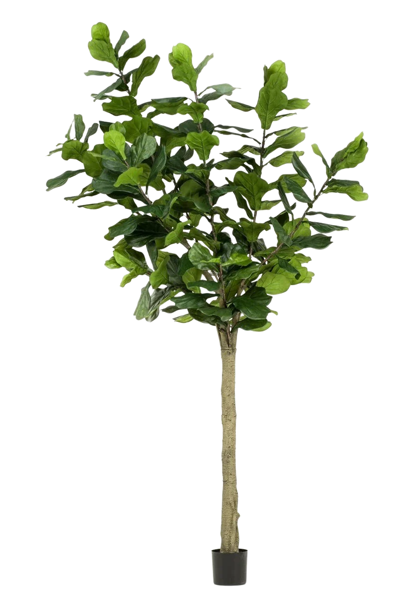 Künstlicher Ficus lyrata - Sandra | 300 cm