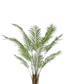 Hochwertige Kunstpalme auf transparentem Hintergrund mit echt wirkenden Kunstblättern in natürlicher Anordnung. Künstliche Areca Palme - Isaiah hat die Farbe Natur und ist 180 cm hoch. | aplanta Kunstpflanzen
