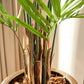 Künstliche Areca Palme - Isaiah, 270 cm, Kunstbaum von aplanta, im schwarzen Topf, in Natur, für drinnen