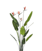 Künstliche Strelitzia - Christian auf transparentem Hintergrund mit echt wirkenden Kunstblättern. Diese Kunstpflanze gehört zur Gattung/Familie der "Strelitzias" bzw. "Kunst-Strelitzias".