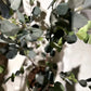 Künstlicher Eucalyptus Baum - Christopher, 120 cm, Kunstbaum von aplanta, in Natur, für drinnen