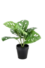 Hochwertige Monstera Kunstpflanze auf transparentem Hintergrund mit echt wirkenden Kunstblättern in natürlicher Anordnung. Künstliche Monstera - Jonah hat die Farbe Natur und hat eine Höhe von 30 cm | aplanta Kunstpflanzen