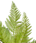 Künstlicher Frauenfarn - Jupi | 47 cm