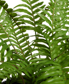 Künstlicher Schwertfarn - Grimm | 46 cm