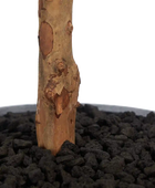 Künstlicher Eucalyptus Baum - Parla | 180 cm