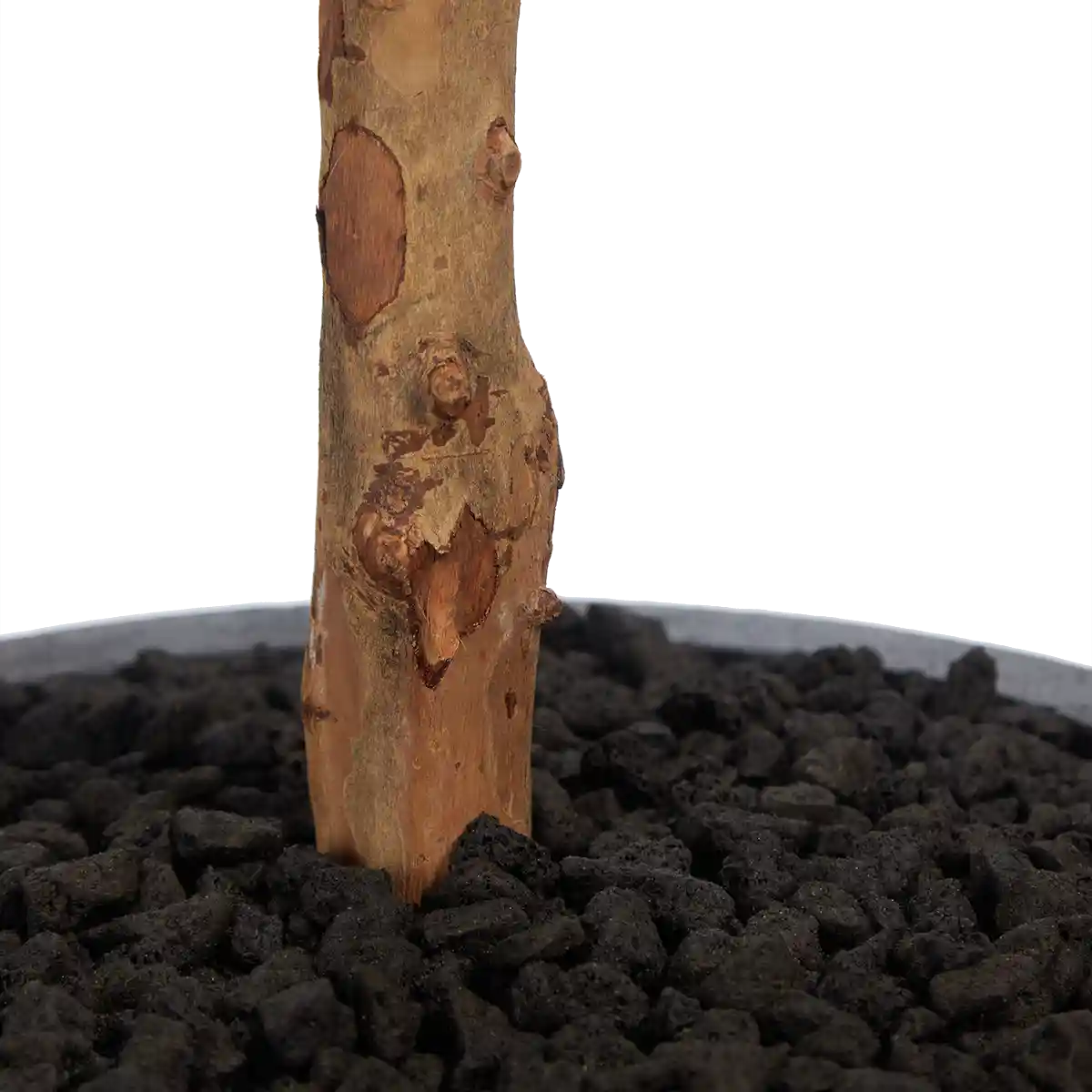 Künstlicher Eucalyptus Baum - Parla | 180 cm