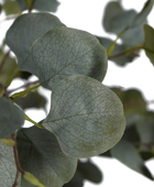 Künstlicher Eucalyptus Baum - Parla | 180 cm