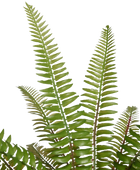 Künstlicher Farn - Isa | 35 cm