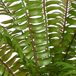 Künstlicher Farn - Isa | 35 cm