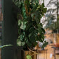 Künstliche Monstera - Luise, 75 cm, Kunstpflanze von aplanta, im schwarzen Topf, in Natur, für drinnen