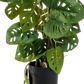 Künstliche Monstera - Jonathan, 75 cm, Kunstpflanze von aplanta, im schwarzen Topf, in Natur, für drinnen