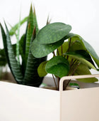 Künstlicher Geldbaum - Leni | 22 cm