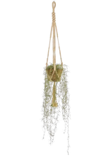 Hochwertige künstliche Hängepflanze auf transparentem Hintergrund mit echt wirkenden Kunstblättern in natürlicher Anordnung. Künstliche Tillandsie - Harry hat die Farbe Natur und ist 95 cm hoch. | aplanta Kunstpflanzen