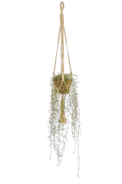 Hochwertige künstliche Hängepflanze auf transparentem Hintergrund mit echt wirkenden Kunstblättern in natürlicher Anordnung. Künstliche Tillandsie - Harry hat die Farbe Natur und ist 95 cm hoch. | aplanta Kunstpflanzen