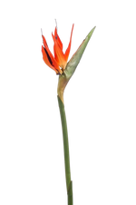 Künstlicher Strelitzia Zweig - Olga, 85 cm, Kunstblume von aplanta, in Orange, für drinnen
