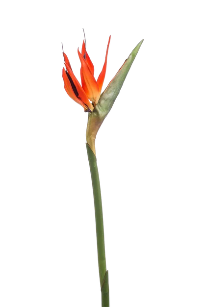Künstlicher Strelitzia Zweig - Olga, 85 cm, Kunstblume von aplanta, in Orange, für drinnen