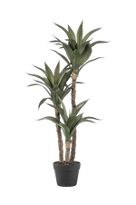 Künstliche Agave - Pepe auf transparentem Hintergrund mit echt wirkenden Kunstblättern in natürlicher Anordnung. Künstliche Agave - Pepe hat die Farbe Natur und ist 100 cm hoch. | aplanta Kunstpflanzen