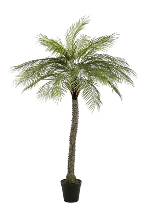 Künstliche Phoenix Palme - Zasta | 220 cm