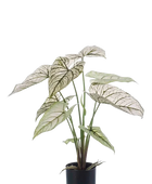 Hochwertige Kunstpflanze | Künstliche Kaladie - Chrissi | 60 cm von 🌱aplanta