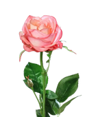 Hochwertige Hortensie künstlich auf transparentem Hintergrund mit echt wirkenden Kunstblättern in natürlicher Anordnung. Künstliche Rose - Sokrates hat die Farbe pink und ist 66 cm hoch. | aplanta Kunstpflanzen