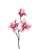 Künstliche Magnolien - Herta auf transparentem Hintergrund mit echt wirkenden Kunstblättern in natürlicher Anordnung. Künstliche Magnolien - Herta hat die Farbe rose und ist 40 cm hoch. | aplanta Kunstpflanzen