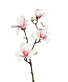 Künstliche Magnolien Zweig - Lea auf transparentem Hintergrund mit echt wirkenden Kunstblättern in natürlicher Anordnung. Künstliche Magnolien Zweig - Lea hat die Farbe weiß-rosa und ist 80 cm hoch. | aplanta Kunstpflanzen