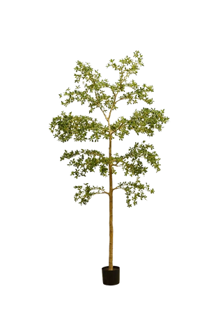 Künstlicher schwarzer Olivenbaum - Finja | 290 cm