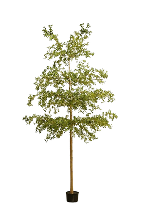 Künstlicher schwarzer Olivenbaum - Finja | 390 cm