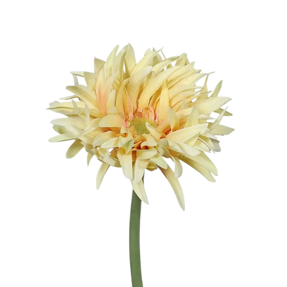 Künstliche Gerbera gefranzt - Adam, 57 cm, Kunstpflanze von aplanta, in Gelb, für drinnen