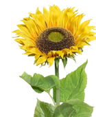 Künstliche Sonnenblume - Sunny auf transparentem Hintergrund mit echt wirkenden Kunstblättern in natürlicher Anordnung. Künstliche Sonnenblume - Sunny hat die Farbe Gelb und ist 134 cm hoch. | aplanta Kunstpflanzen