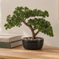 Künstlicher Bonsai - Nina | 26 cm