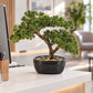 Künstlicher Bonsai - Nina | 26 cm