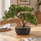 Künstlicher Bonsai - Nina | 26 cm